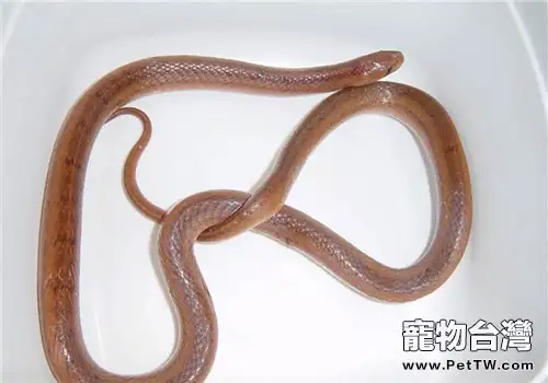 台灣小頭蛇的形態特徵