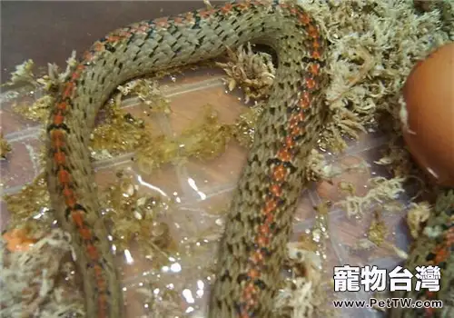 台灣小頭蛇的生活環境