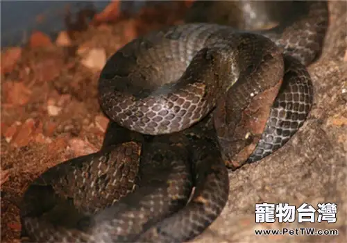 台灣小頭蛇的飼養知識