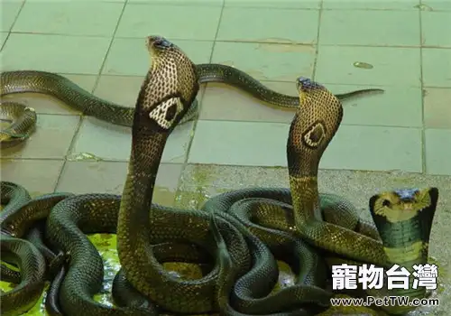 泰國眼鏡蛇的品種簡介