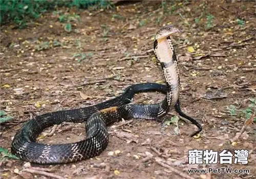 泰國眼鏡蛇的形態特徵(1圖)-寵物台灣