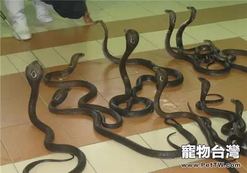 泰國眼鏡蛇的飼養知識(1圖)-寵物台灣
