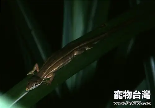 台灣草蜥的品種簡介