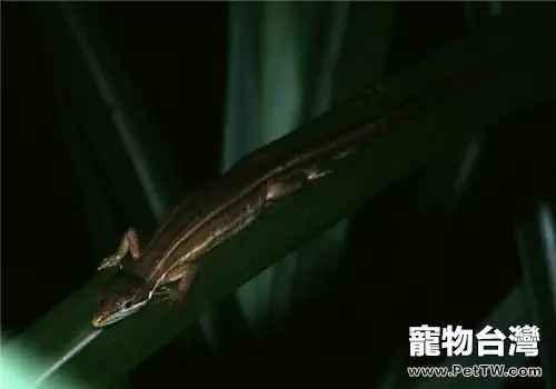 台灣草蜥的品種簡介(1圖)-寵物台灣