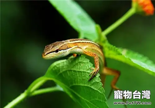 台灣草蜥的形態特徵