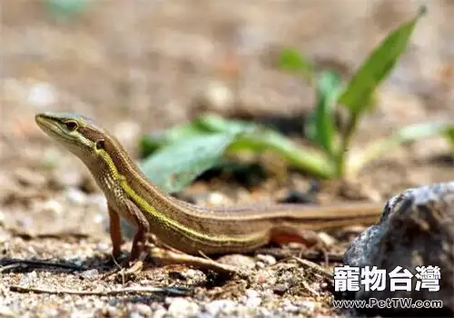 台灣草蜥的生活環境