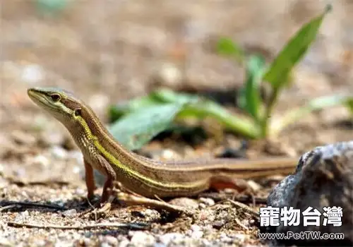 台灣草蜥的生活環境(1圖)-寵物台灣