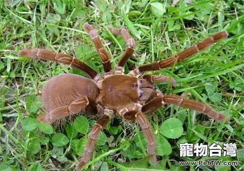 鐵銹紅巴布的品種簡介(1圖)-寵物台灣
