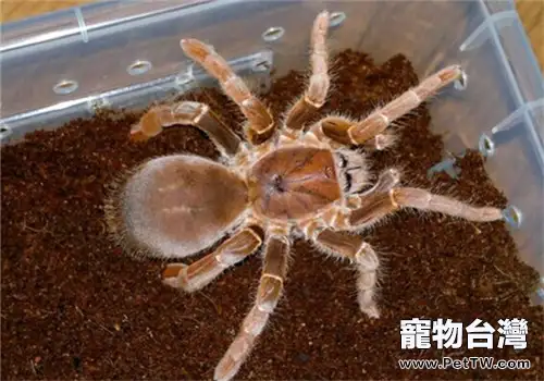鐵銹紅巴布的生活環境(1圖)-寵物台灣