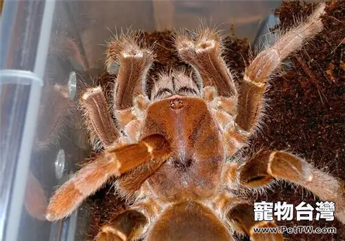鐵銹紅巴布的飼養知識(1圖)-寵物台灣