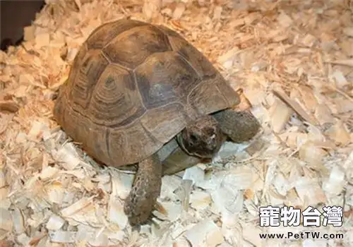 如何提高陸龜的運動量(1圖)-寵物台灣