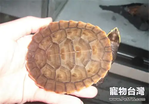 烏龜的繁殖要點與龜卵的孵化方法