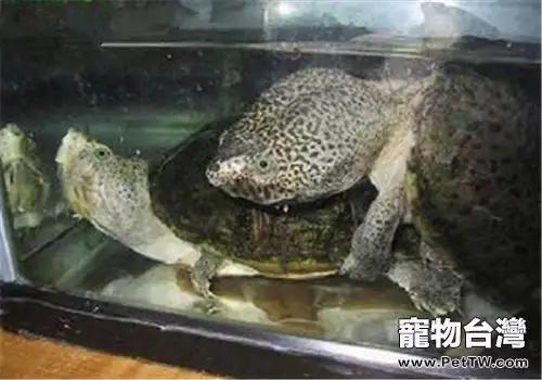 巨頭麝香龜的品種簡介