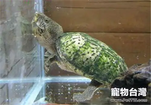 巨頭麝香龜的外觀特徵