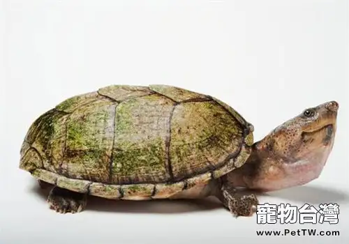 巨頭麝香龜的養護要點