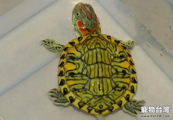 養巴西龜水位不應超過龜殼