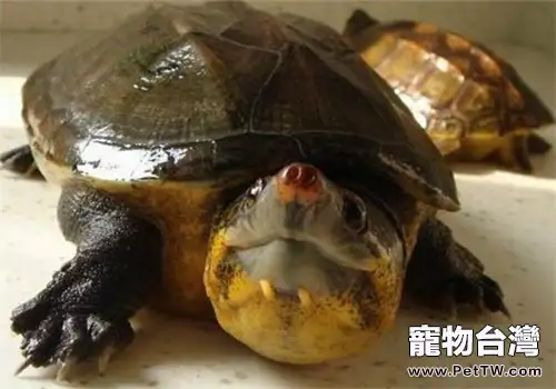 巨頭麝香龜的飼養方法