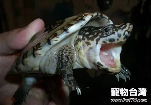 巨型麝香龜的外觀特徵