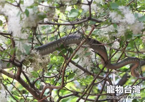 烏梢蛇的形態特徵(1圖)-寵物台灣