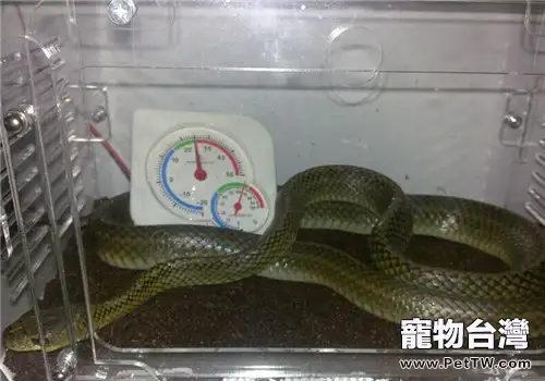 烏梢蛇的飼養知識(1圖)-寵物台灣