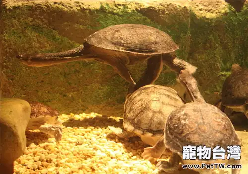 巨蛇頸龜的品種簡介