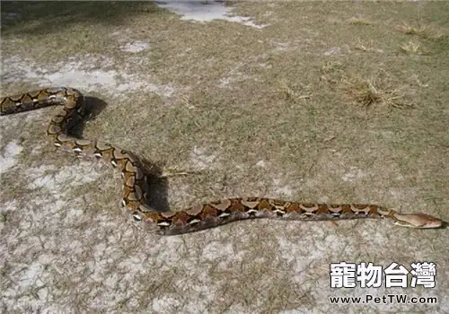 網紋蟒的飼養知識