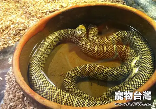 王錦蛇的品種簡介