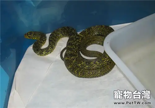 王錦蛇的形態特徵(1圖)-寵物台灣