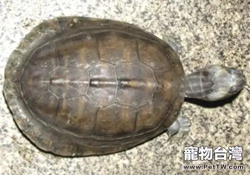 巨型稜背龜的品種簡介(1圖)-寵物台灣