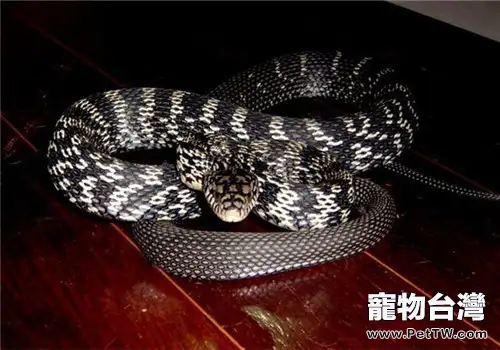 王錦蛇的生活環境(1圖)-寵物台灣