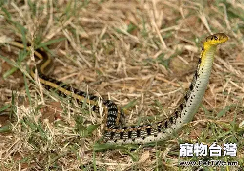 王錦蛇的飼養知識