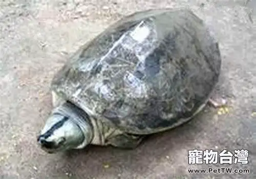 巨型稜背龜的外觀特徵