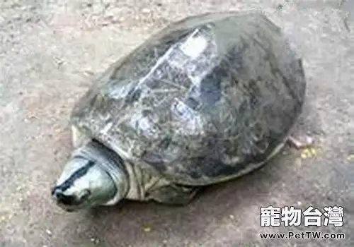 巨型稜背龜的外觀特徵(1圖)-寵物台灣