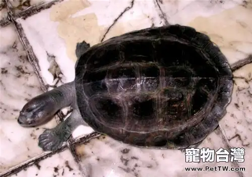 巨型稜背龜的護理知識(1圖)-寵物台灣