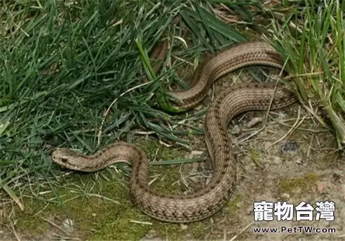 溫泉蛇的品種簡介(1圖)-寵物台灣