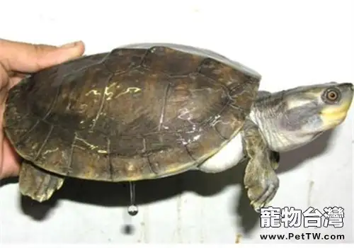 巨型稜背龜的生活環境(1圖)-寵物台灣