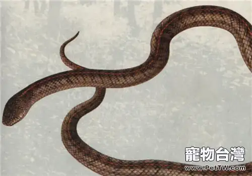溫泉蛇的形態特徵(1圖)-寵物台灣