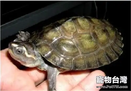 巨型稜背龜的飼養要點(1圖)-寵物台灣