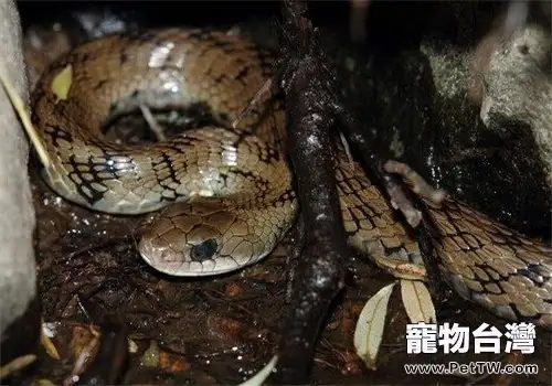 溫泉蛇的生活環境(1圖)-寵物台灣