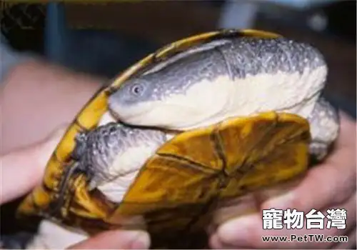巨頭蛇頸龜的品種簡介(1圖)-寵物台灣