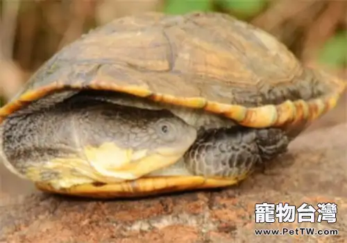 巨頭蛇頸龜的護理知識