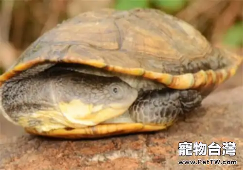巨頭蛇頸龜的護理知識(1圖)-寵物台灣