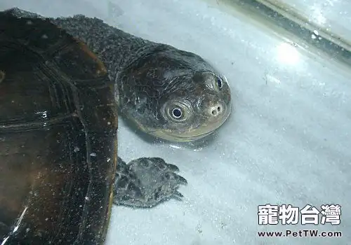 巨頭蛇頸龜的生活環境(1圖)-寵物台灣
