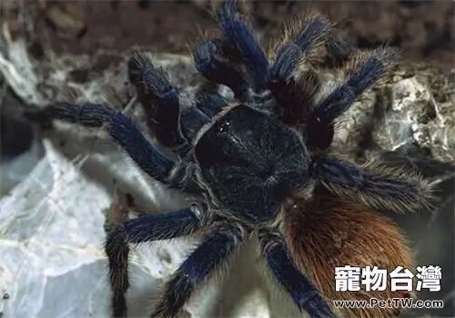 委內瑞拉紅綠燈的形態特徵(1圖)-寵物台灣