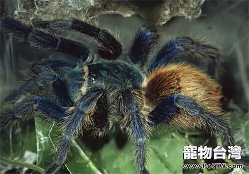 委內瑞拉紅綠燈的飼養知識(1圖)-寵物台灣