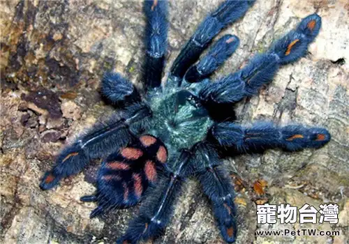 委內瑞拉太陽虎的品種簡介(1圖)-寵物台灣