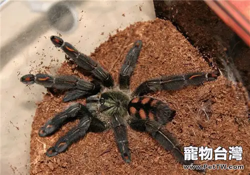 委內瑞拉太陽虎的形態特徵(1圖)-寵物台灣