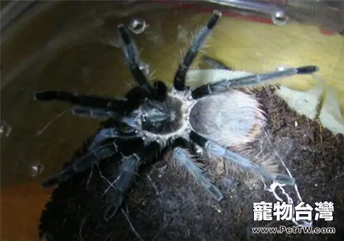 危地馬拉紅尾的形態特徵(1圖)-寵物台灣