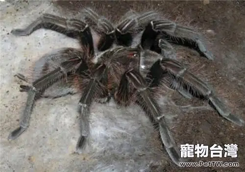 委內瑞拉粉紅腳捕鳥蛛的品種簡介(1圖)-寵物台灣