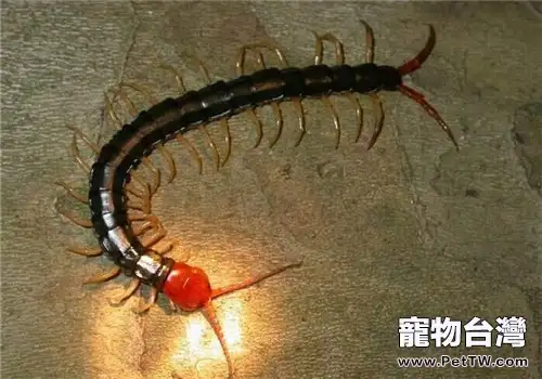 蜈蚣的生活環境